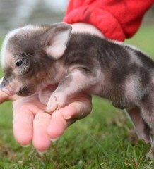 карликовых свиньях мини-пиги