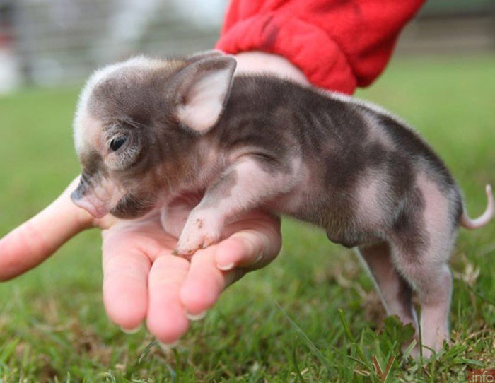 карликовых свиньях мини-пиги
