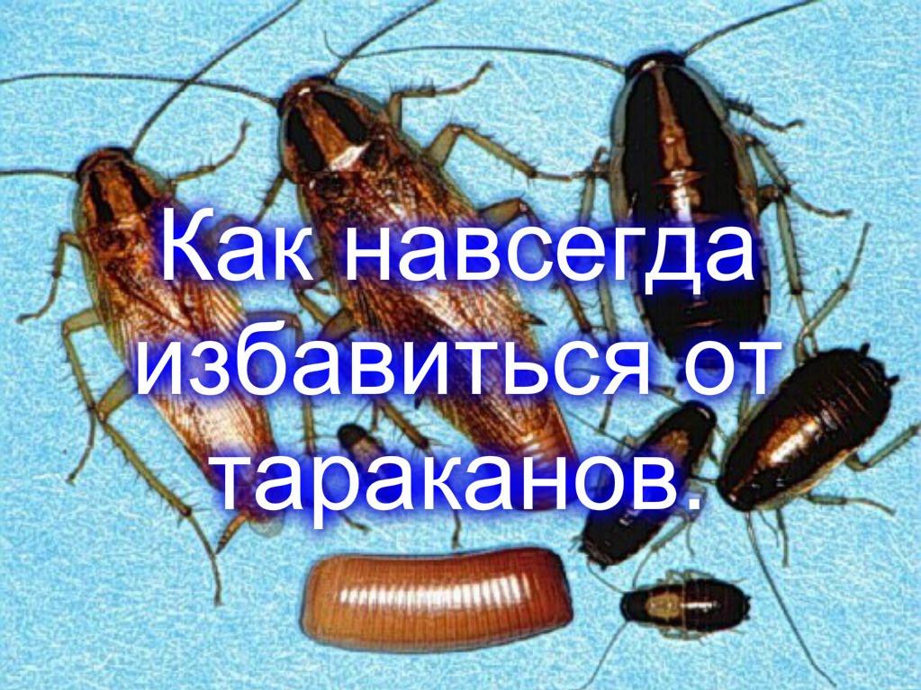 Как уничтожить тараканов своими руками Как уничтожить тараканов своими руками